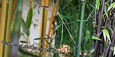 Phyllostachys bambu