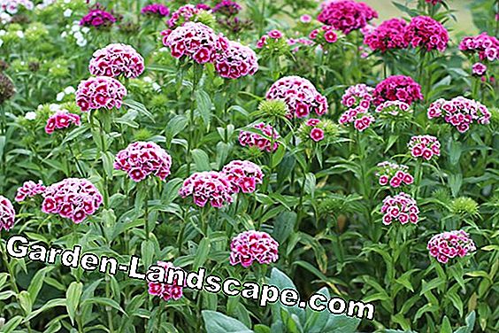 Cây lâu năm - (những) Barnacle - Dianthus barbatus