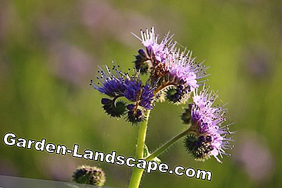 Bee älskare, Phacelia tanacetifolia - växter och vård