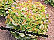 Ozola lapu salāti 'Bijella'