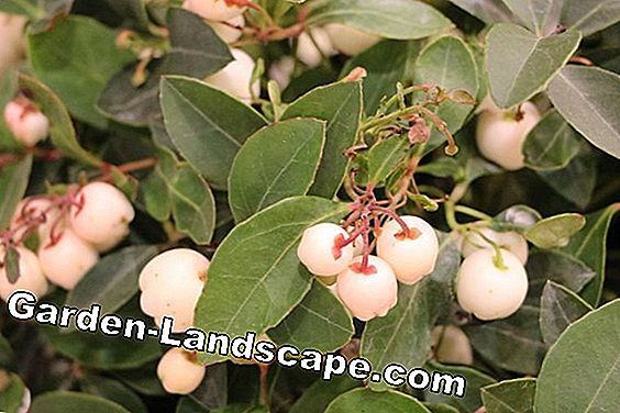 Whitberry - Gaultheria procumbens