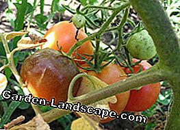 Urter rådne eller brun rot i tomater