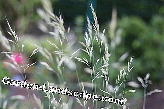 Cây lâu năm - (trong) Cỏ yến mạch xanh - Helictotrichon sempervirens