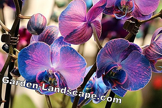 Orchidaceae phalaenopsis - hoa lan xanh