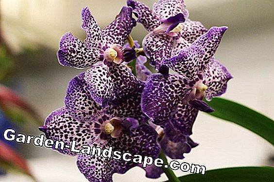 Orchidaceae orchids vanda