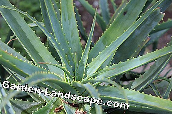 Cape Aloe, Aloe ferox