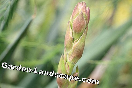 Candle-palm-mint (Yucca gloriosa) - care and wintering