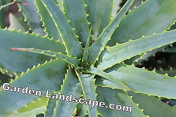 Cape Aloe, Aloe ferox