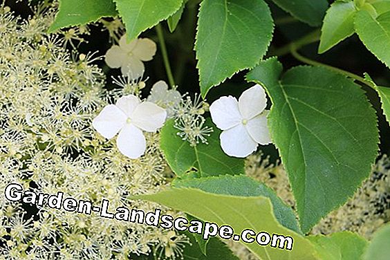 Plants: Care of climbing hydrangea in tub and pot - instructions | 2024