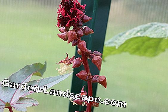 Cây lâu năm - (trong) Castor - Wunderbaum - Ricinus communis