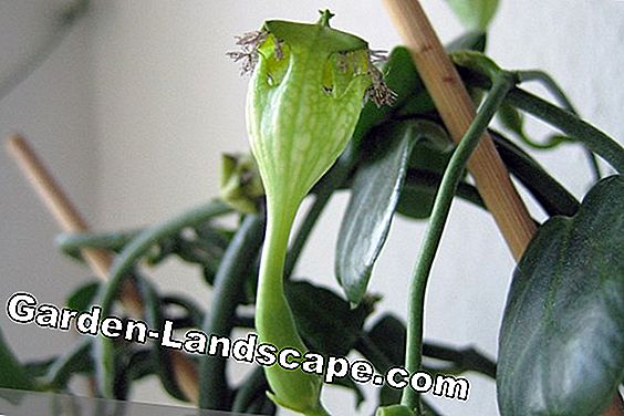 kāpšanas lustras zieds - Ceropegia sandersonii