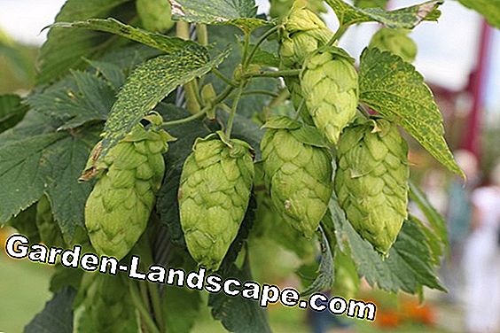 Hops - Humulus