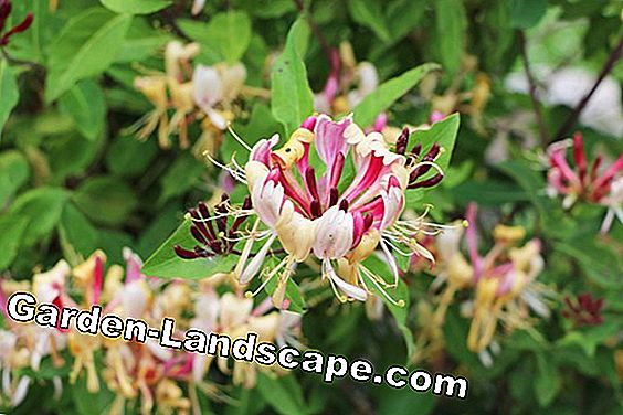 Honeysuckle - Lonicera