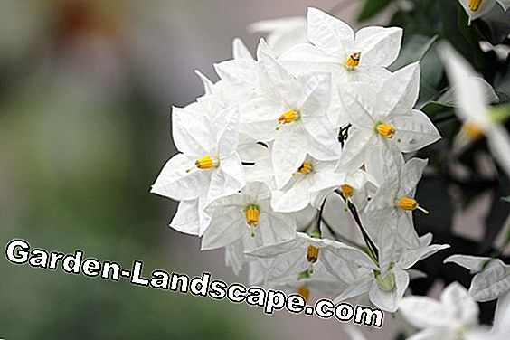 Hegymászó jázmin - Nyári jázmin - Solanum laxum