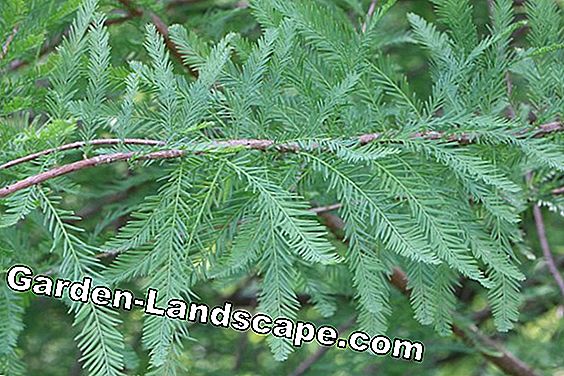 Kiprese - kopšana, cipreses koku izciršana - koku Kails ciprese - Taxodium distichum