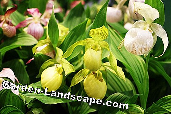Zeldzame bloemen en bollen: 20 soorten bloemen - (bollen) Lady's Slipper - Orchid - Cypripedium paphiopedilum