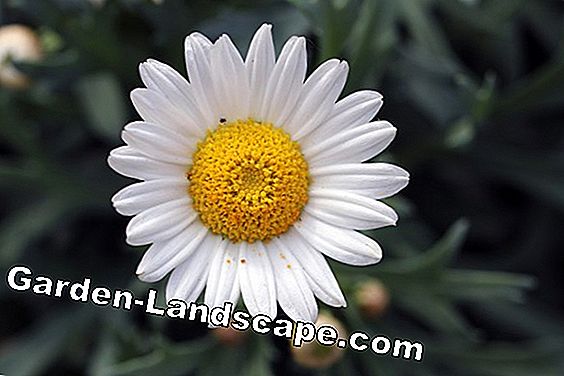 Balkonplanten - zorg - (voor) Daisies stam