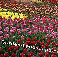 Tulip polje šareno cvijeće luk