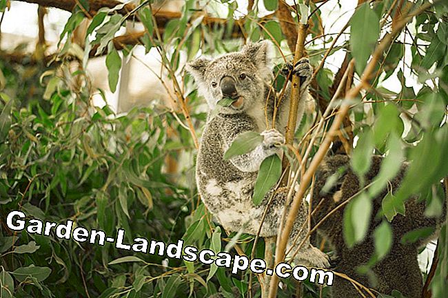Eucalyptus - planter, pleje og skære