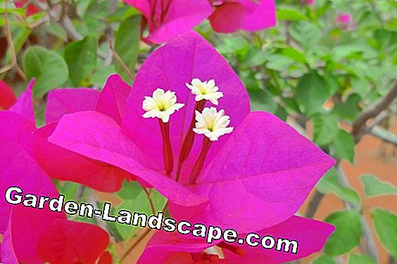 Vườn cây - chăm sóc - (chăm) Trefoil hoa - Bougainvillea
