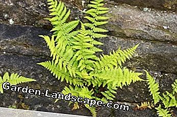 Fougères et Orignal - Soins - soins dryopteris