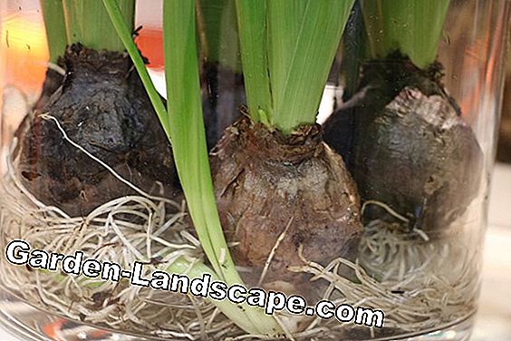 Hyacinth - Hyacinthus - løk plante