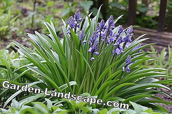 Prairie Lily - Camassia