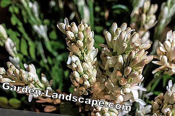 Tuberose - Agave polianthes