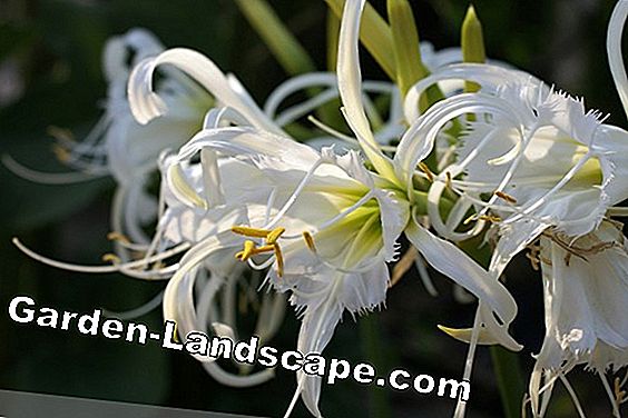 Spider lily - Hymenocallis