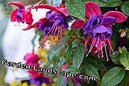 Increase Fuchsias - That's how it works