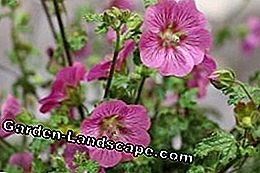Vườn cây - chăm sóc - (vườn) Vườn cây - chăm sóc: được