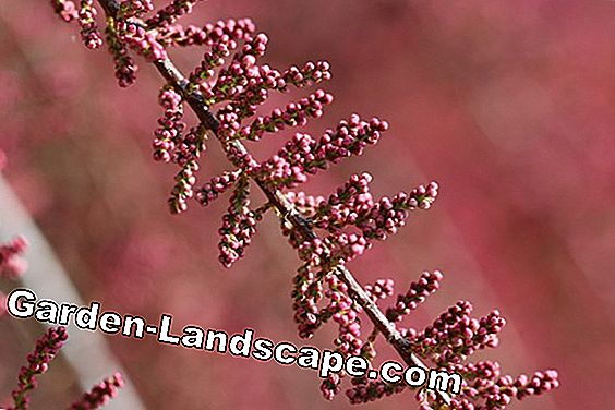Vườn cây - chăm sóc - (vườn) Tamarisk - Tamarix