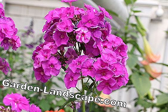 Vườn cây - chăm sóc - (được) loại hoa có nhiều màu sắc