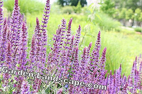 Vườn cây - chăm sóc - (chăm) Sage Grove, thảo nguyên cây xô thơm, Salvia nemorosa