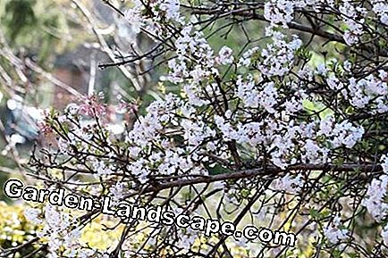 Vườn cây - chăm sóc - (chăm) cây lâu đẩu
