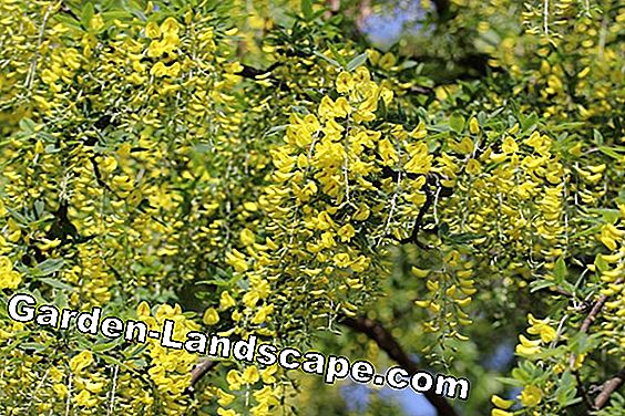 Laburnum anagyroides