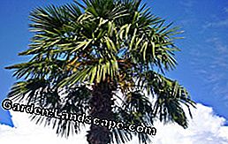 Menanam pohon kelapa rami di kebun - inilah bagaimana pohon palem Asia terasa