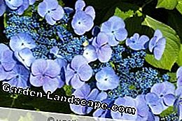 Blue hydrangeas