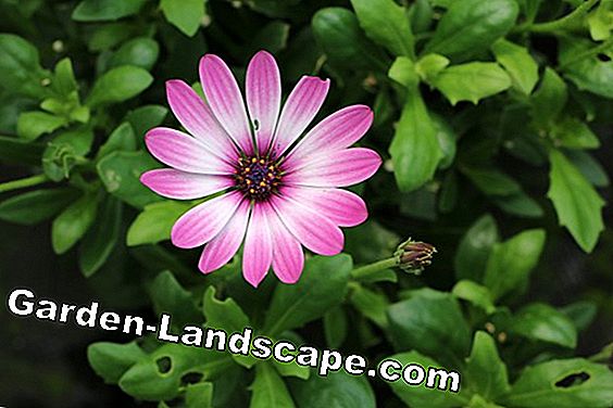 Eenjarige planten: 10 prachtige vaste planten voor in de tuin - (planten) Kapkörbchen - Osteospermum - Kapmargerite