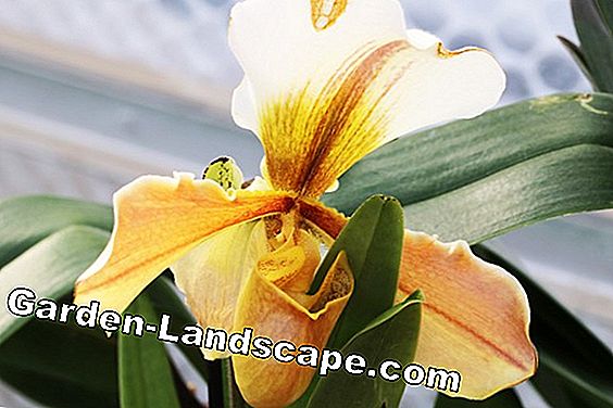 Lady slipper Orchid Paphiopedilum