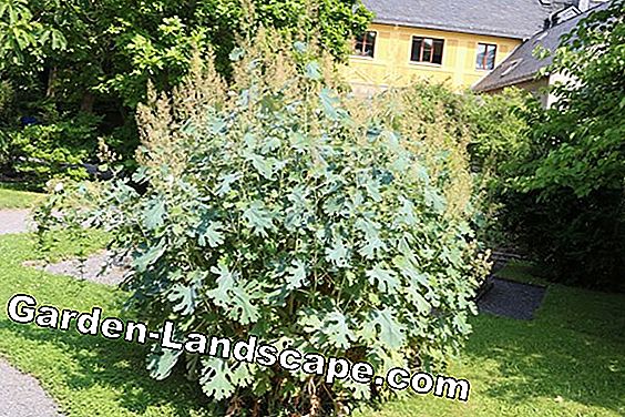 Vườn cây - chăm sóc - (được) cây thuốc phiện trắng - Macleaya cordata