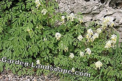 Vàng trắng Corydalis (Corydalis ochroleuca)