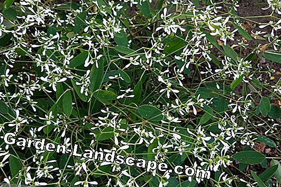 Magic Snow - Euphoria Diamond Frost - Chamaesyce hypericifolia