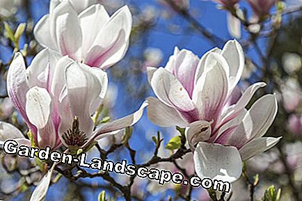 Plant Magnolia - The perfect companion for a demanding wood