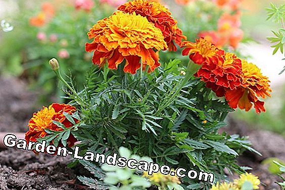 Eenjarige planten: 10 prachtige vaste planten voor in de tuin - (voor) Goudsbloembloem - Tagetes