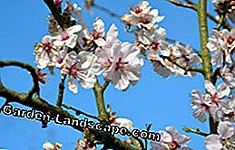 Monilia lace drought on almond trees: This is how you put an end to the fungal disease