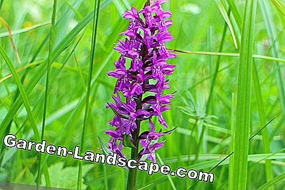 Zeldzame bloemen en bollen: 20 soorten bloemen - (bollen) orchidee