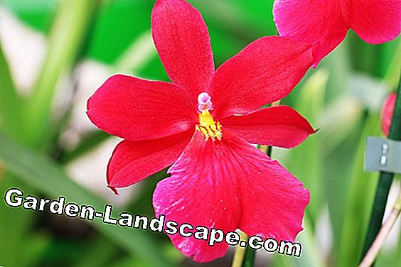 Orchidaceae Cambria - orchidea