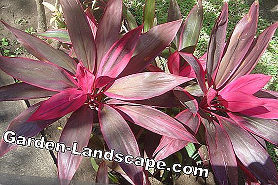 Palmer - palmvård, palmer - (Yucca) Club Lily - Cordline