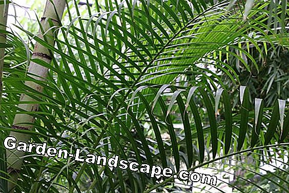 Palmer - palmvård, palmer - (palmer) Chrysalidocarpus lutescens - guldfruktpalm